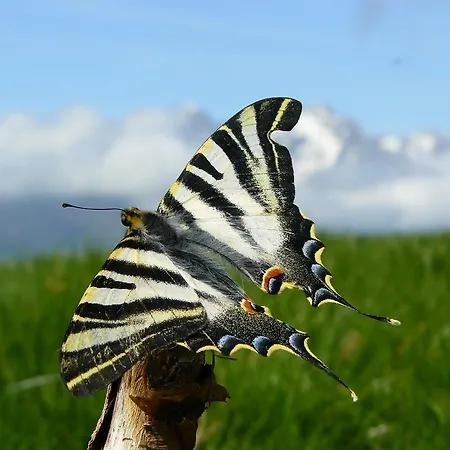 Hostel Turistico Briz *