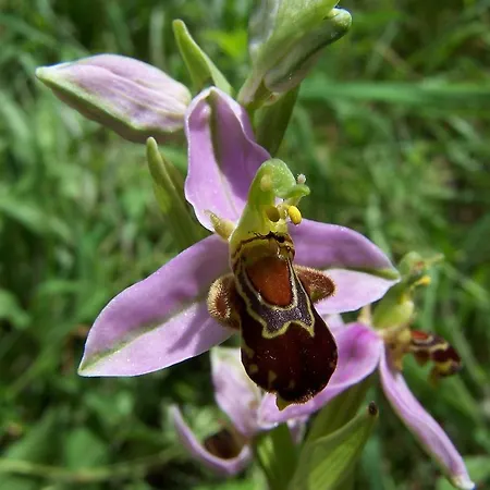 Hostel Turistico Briz