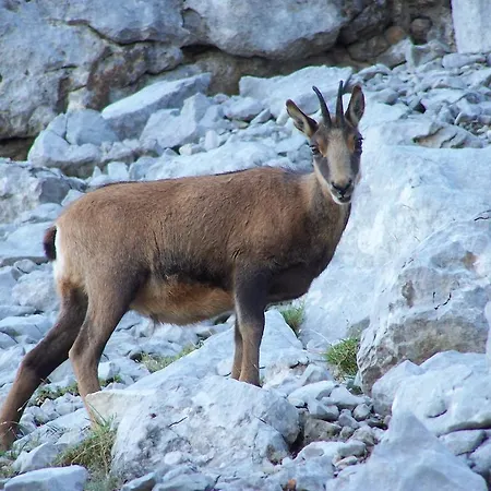 Hostel Turistico Briz Espinama