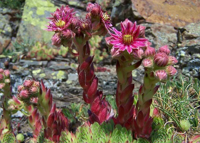 Turistico Briz * Espinama