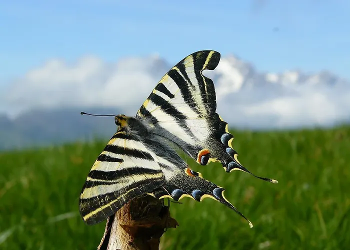 Hostel Turistico Briz *